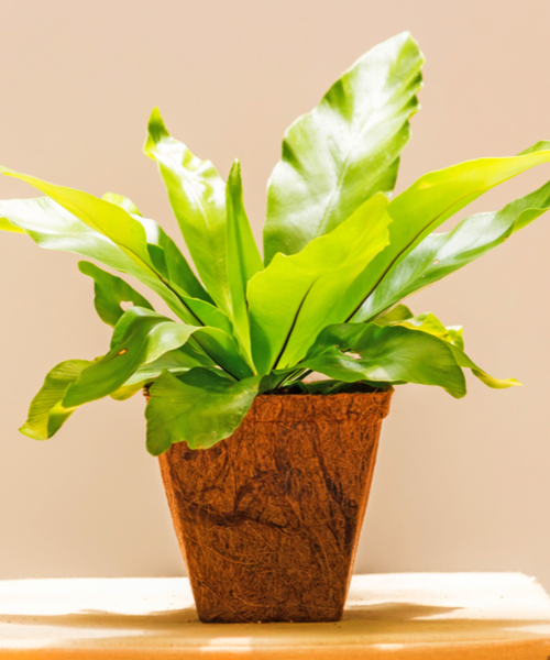 Bird’s Nest Fern