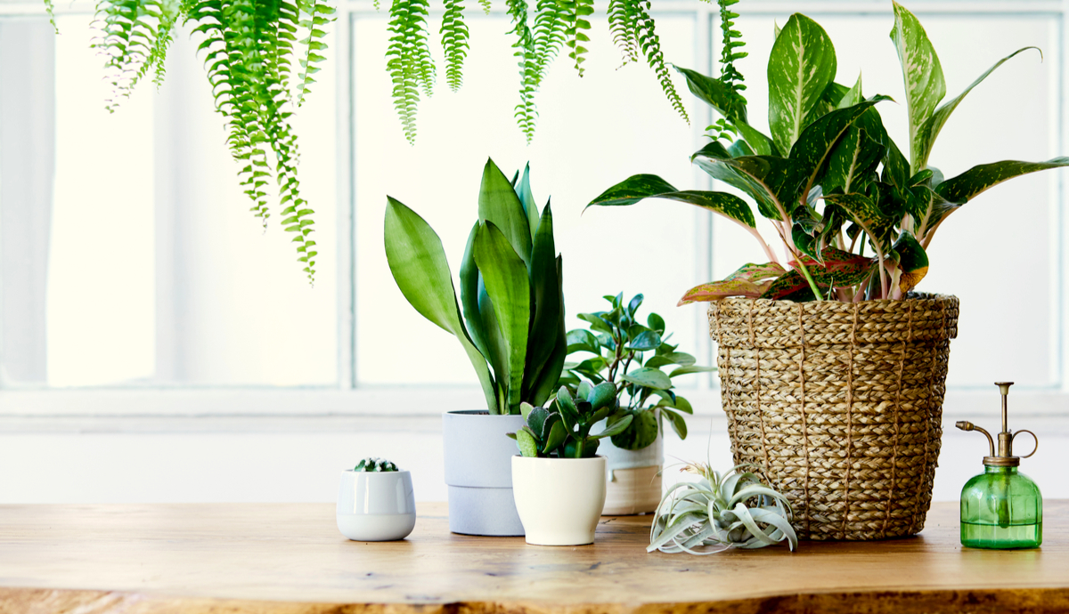 Indoor Plants that Clean Air