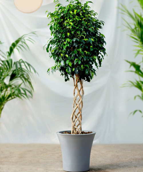 Weeping Fig