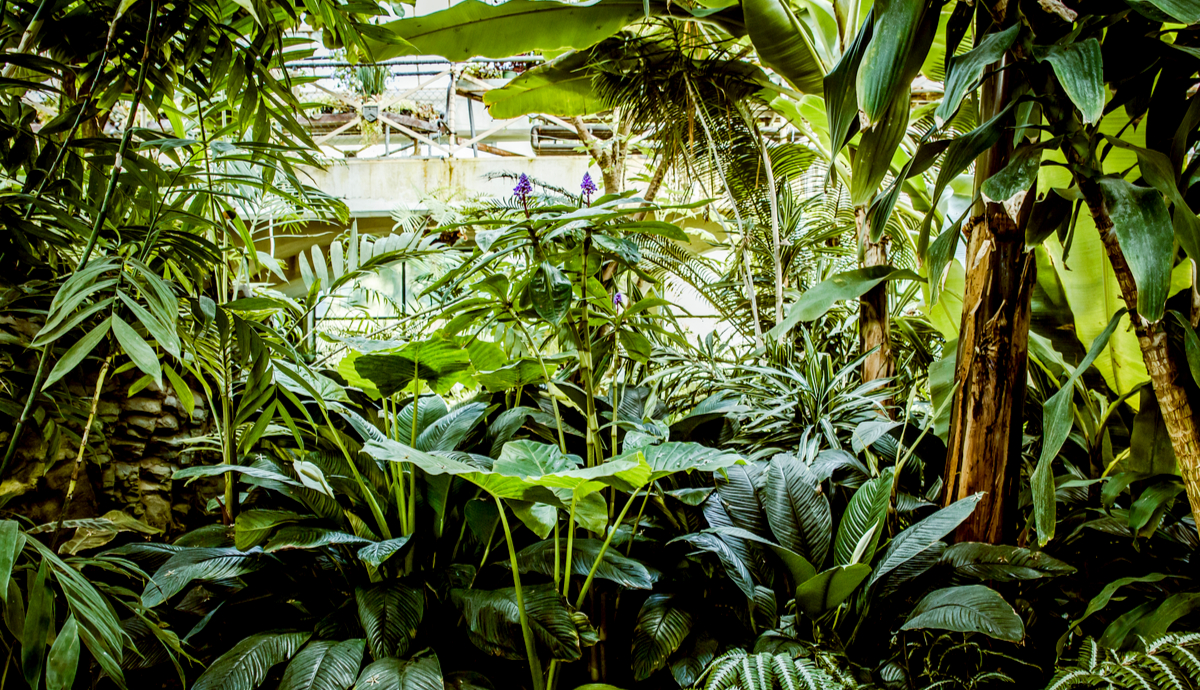 Why Are Plants Important