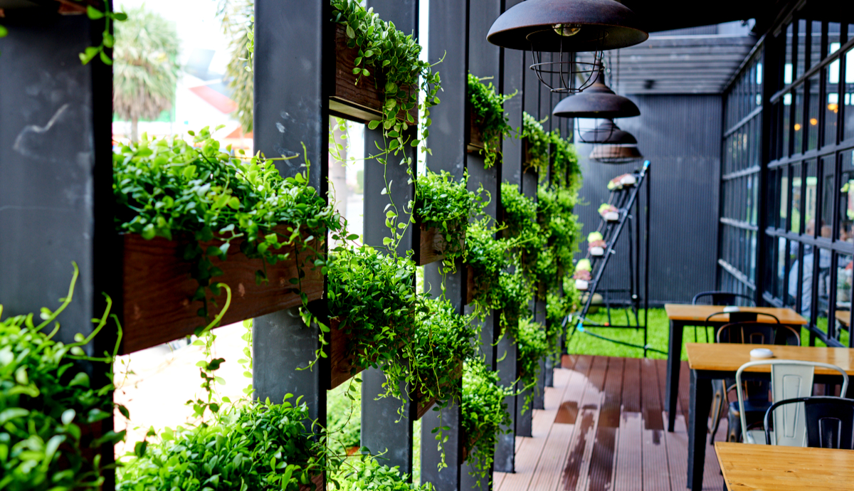 best potted plants