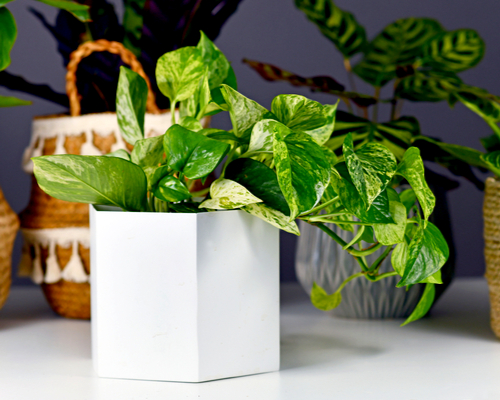 pothos