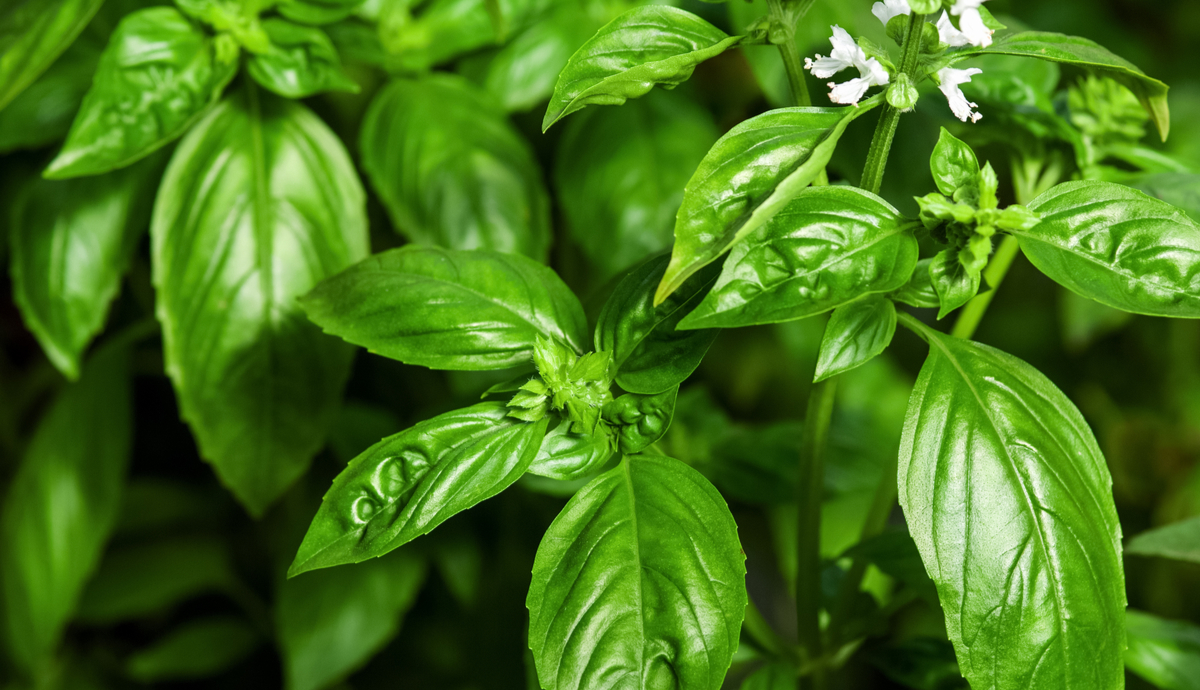 10 Indoor Plants for High Light Conditions