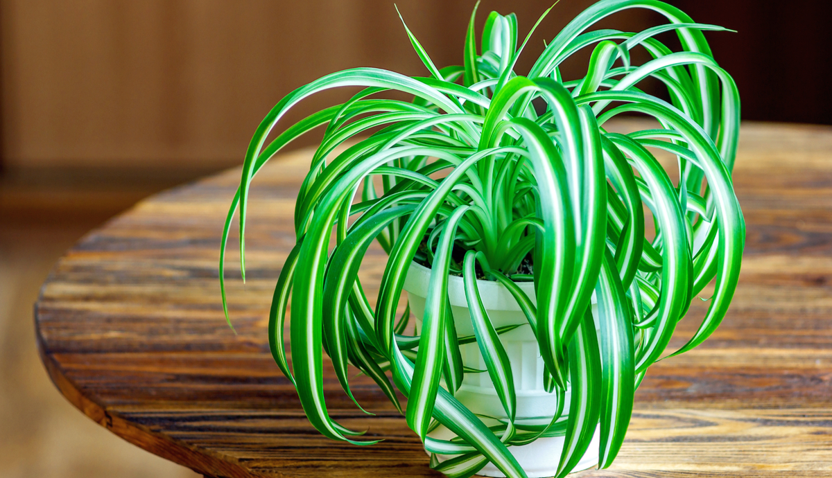 10 Indoor Plants for Low Light Conditions
