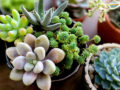 9 Best Indoor Decorative Plants 2022