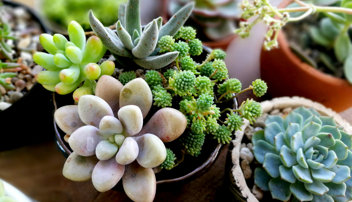 9 Best Indoor Decorative Plants 2022