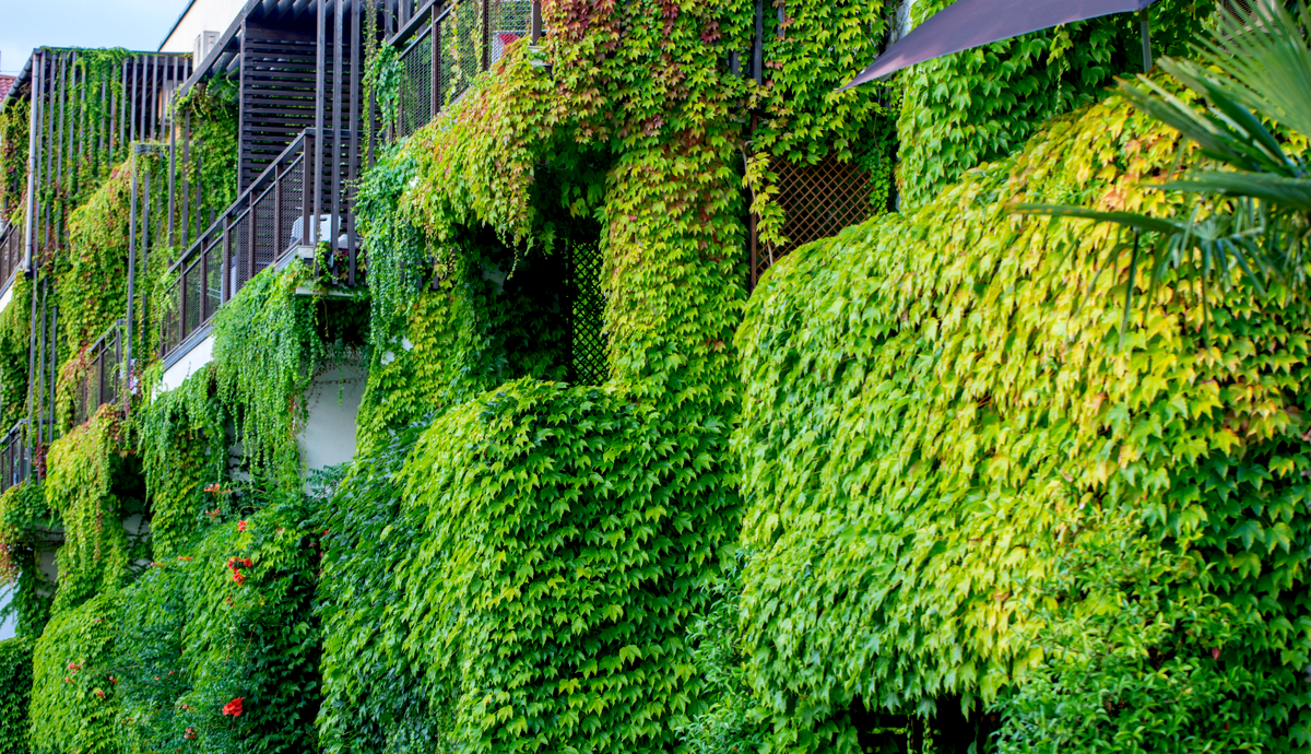 How a Vertical Garden can Improve your Health