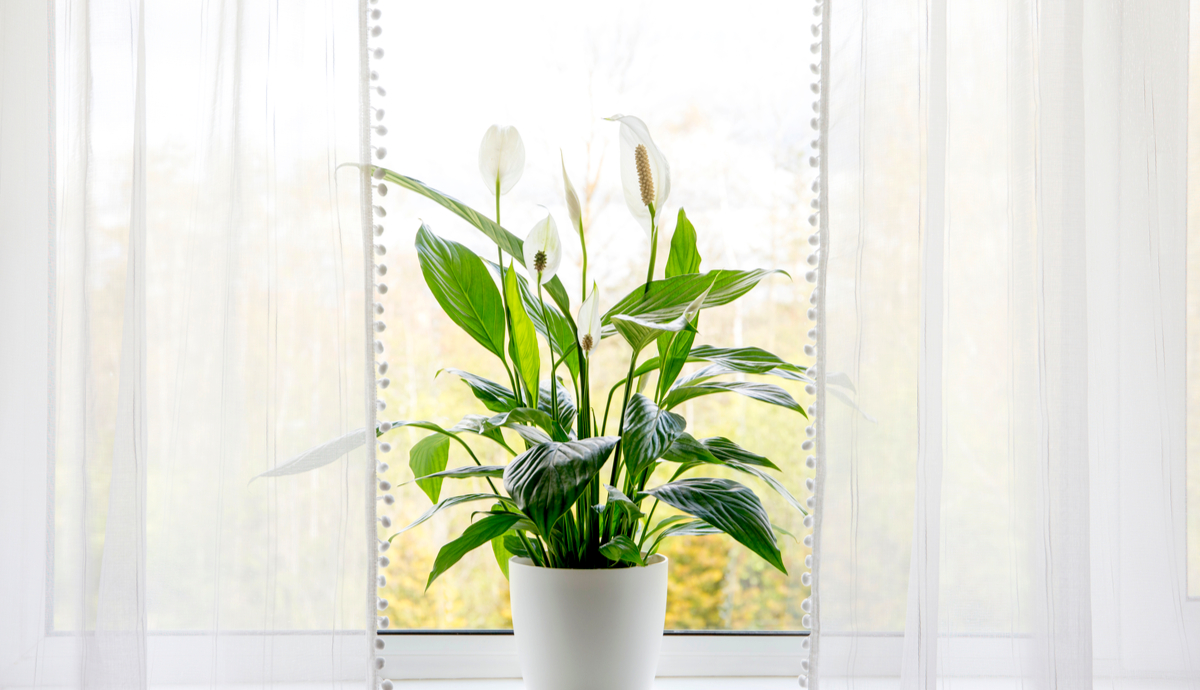 How to Care for a Peace Lily Plant Indoors