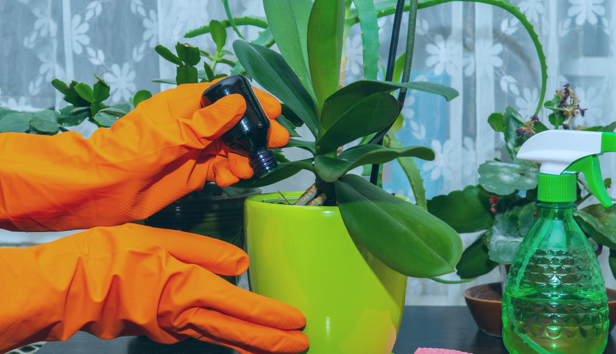 How to Get Rid of Bugs on Indoor Plants