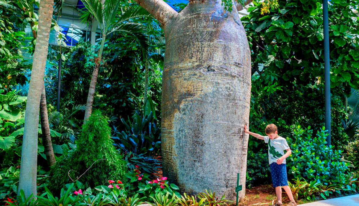 How to use trophy trees in home décor