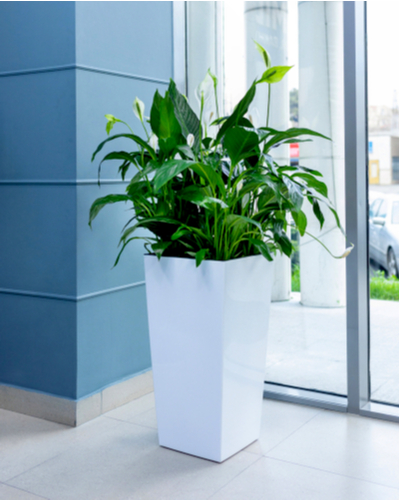 Peace Lily Plant Spathiphyllum