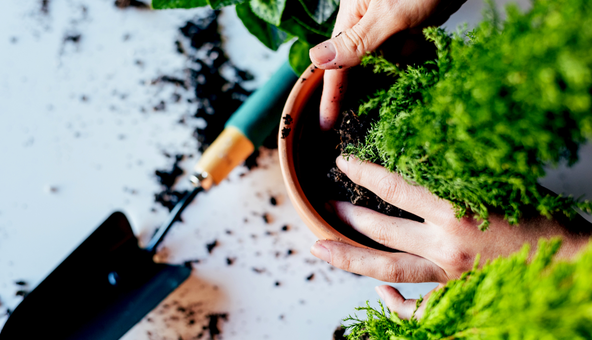 The Therapeutic Value Of Caring For Plants
