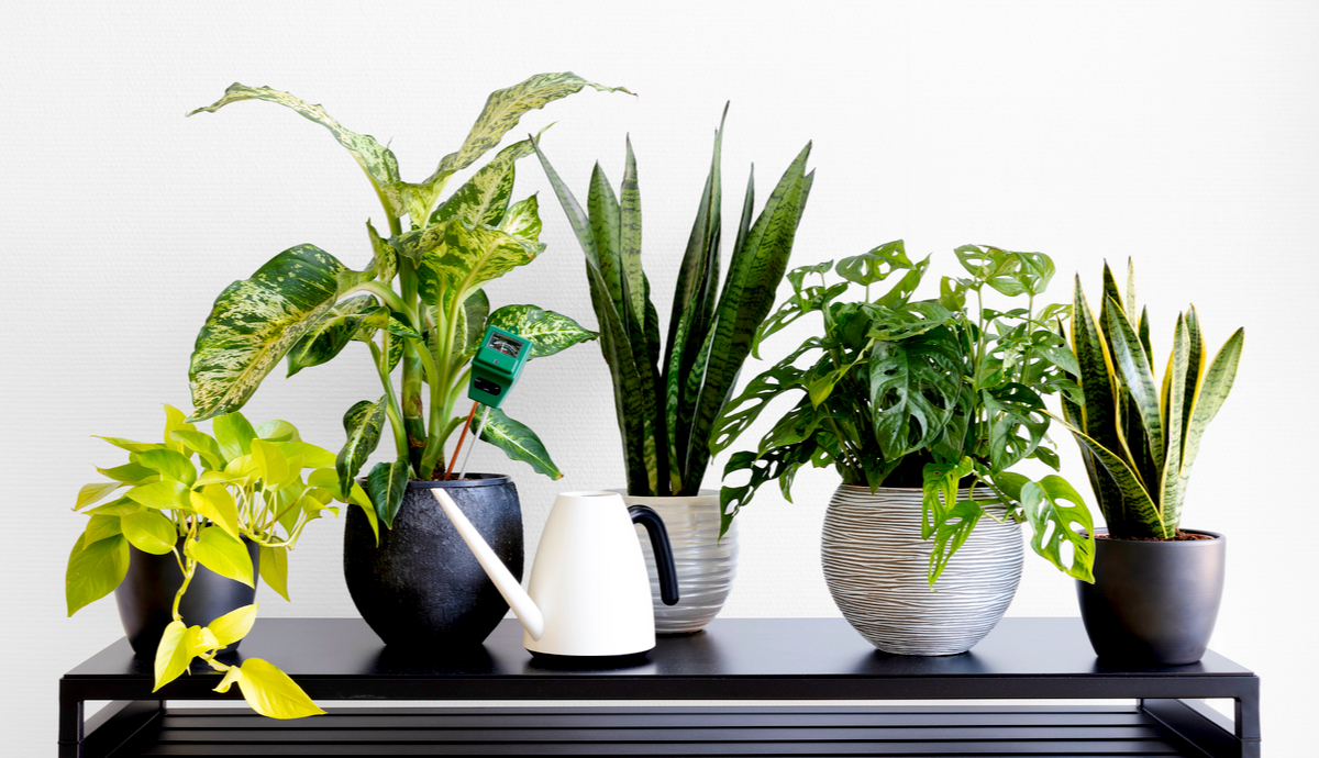 What Are Good Indoor Plants