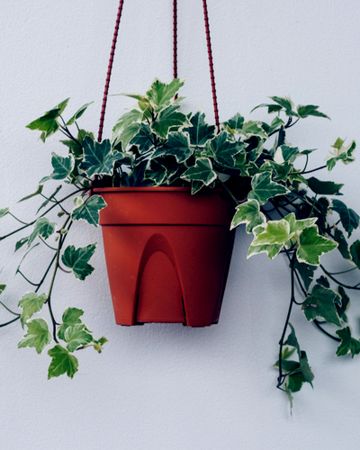 ivy plant