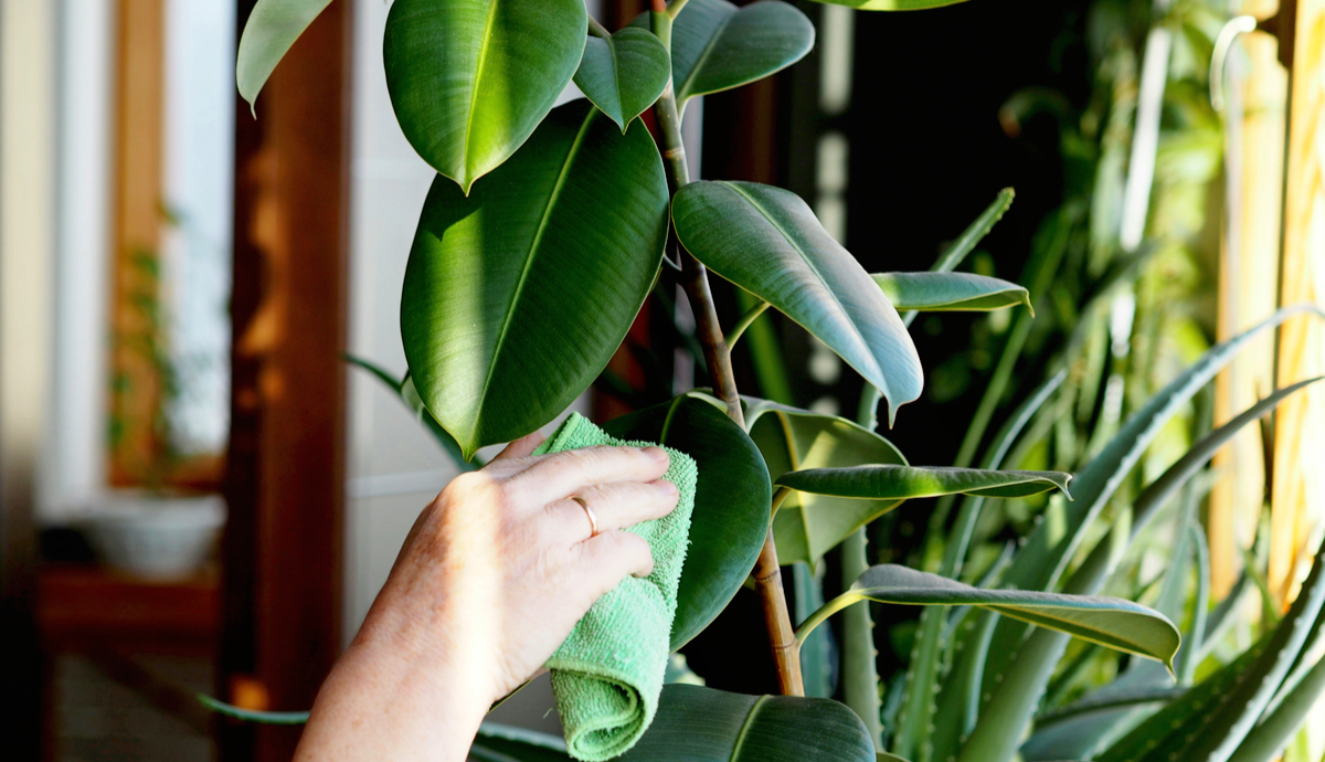 Best Indoor Tree Plants 2022