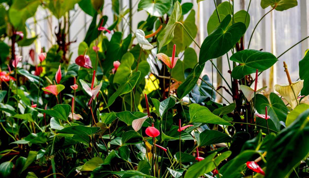 How To Care For Your Houseplants In The Spring?