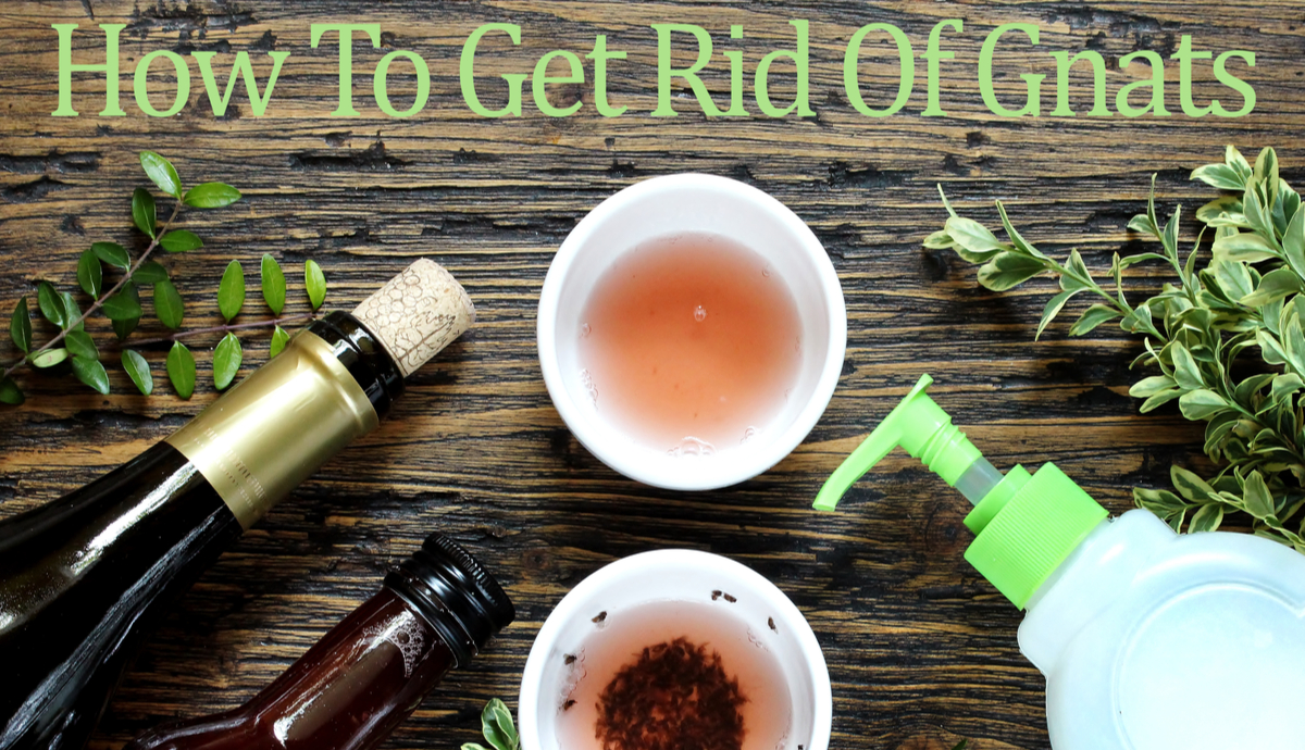 How to Get Rid of Gnats
