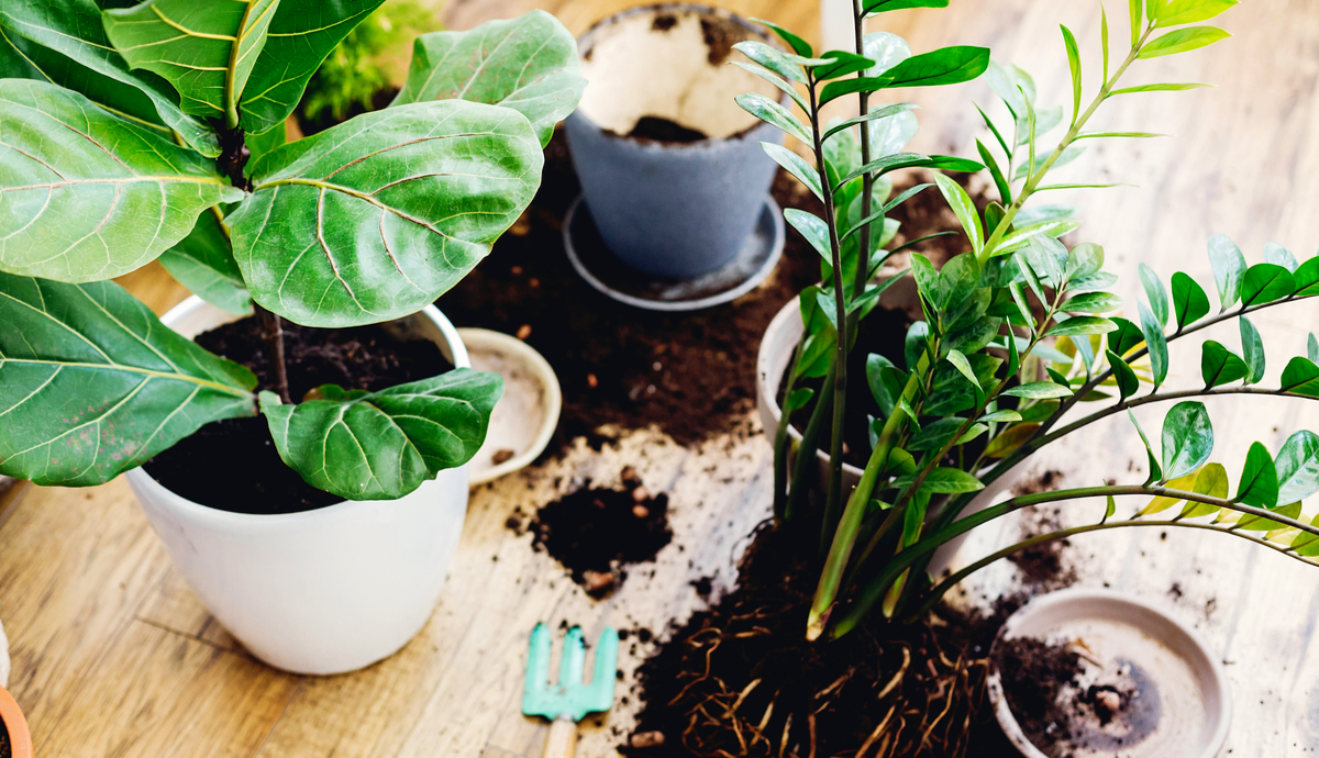 how to make potting soil for indoor plants | plantscape live