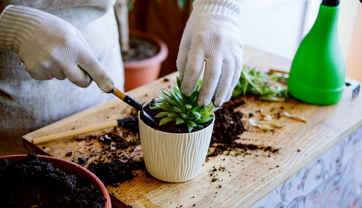 How to Plant Succulents Indoors