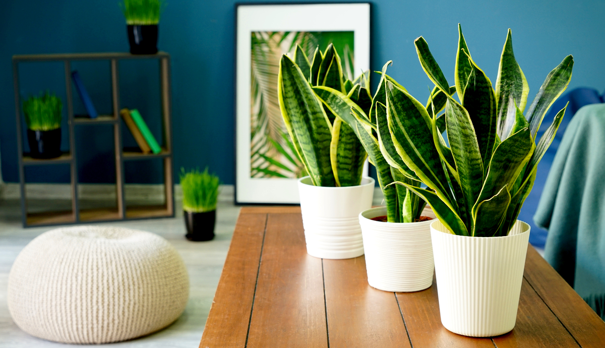 How to Take Care of Snake Plant Indoors