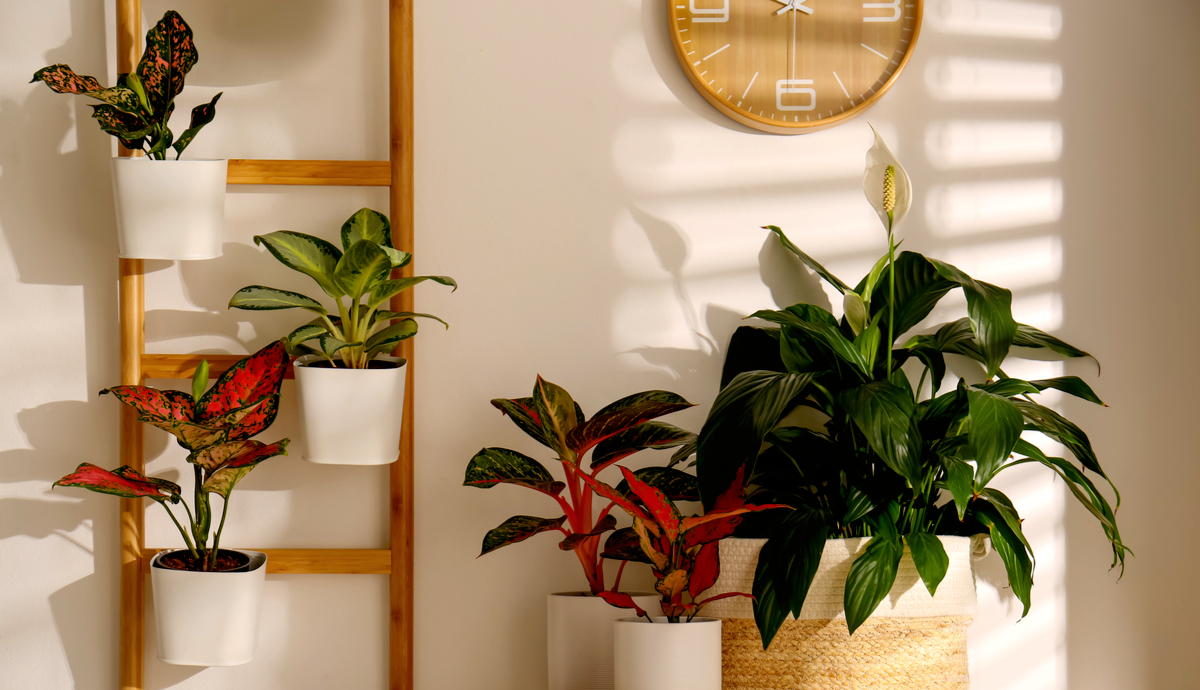 How to Use Grow Lights for Indoor Plants