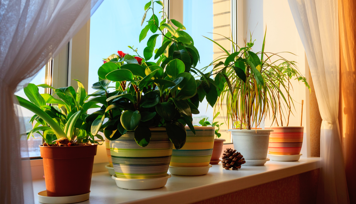 Must Have Indoor Plants in 2022