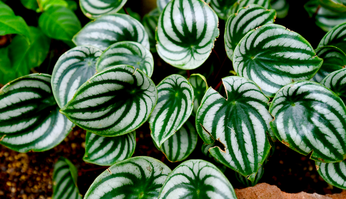 Peperomia - 2022 Houseplant of the Year
