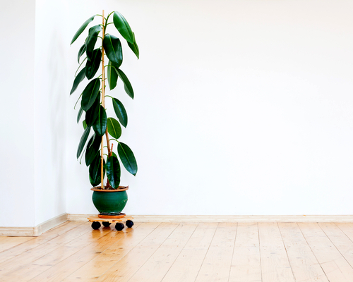 Rubber Plant