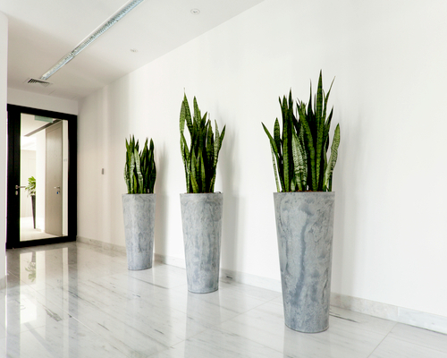 Snake Plant - office plants that are hard to kill