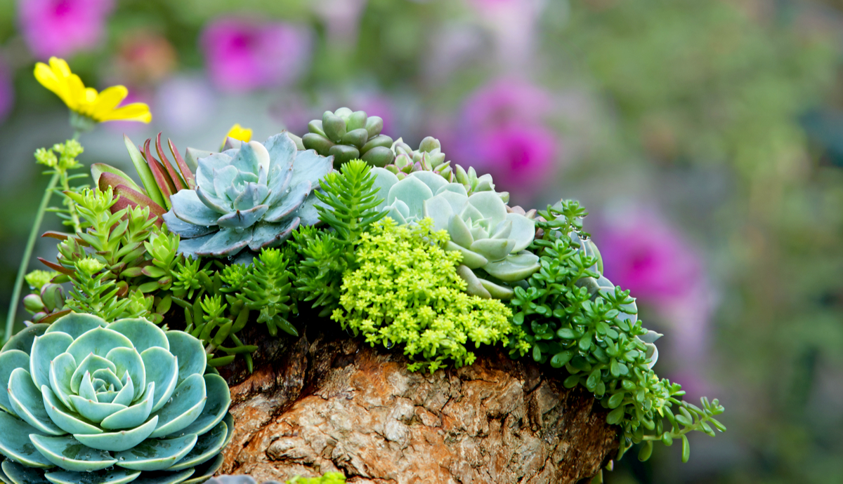 Are Succulents Indoor or Outdoor Plants