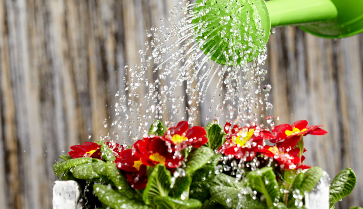 how often should you water indoor plants