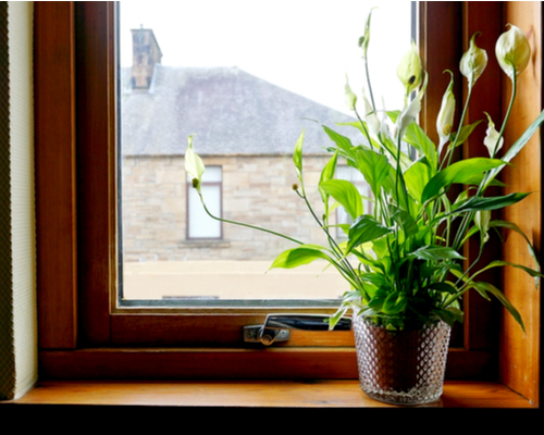 peace lily