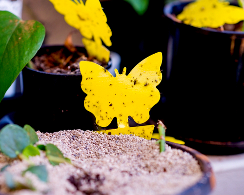 sticky fly traps