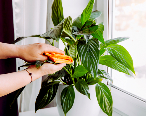 tips to take care of peace lily