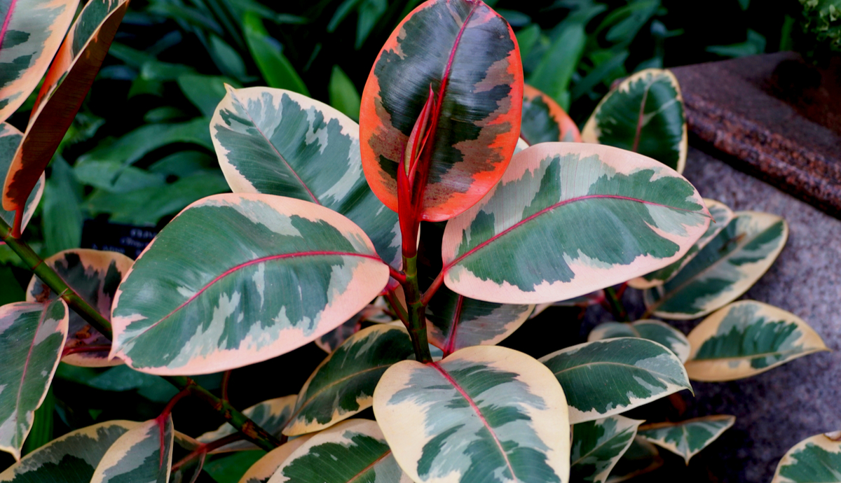 10 Best Indoor Plants For Purer Air