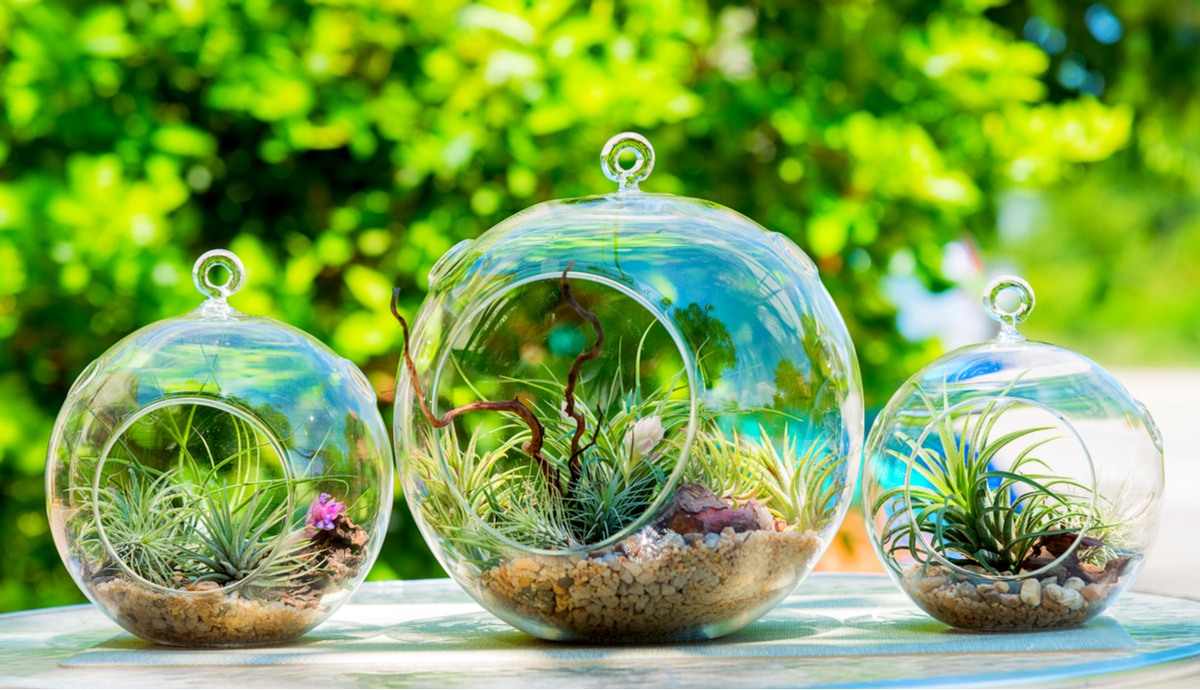 The 15 Best Plants To Grow In Closed Terrarium