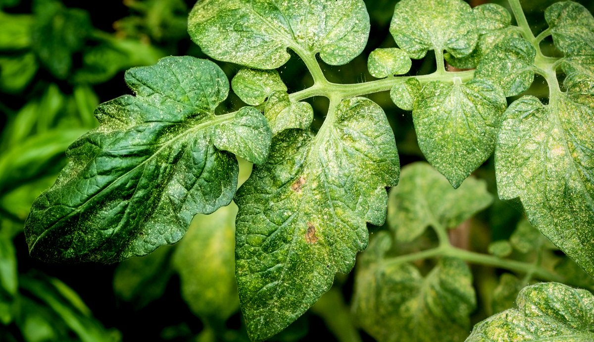How to Get Rid of Spider Mites on Indoor Plants?