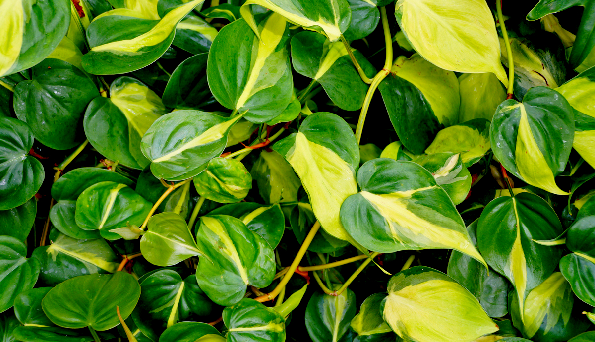 How to Grow Philodendron Brasil