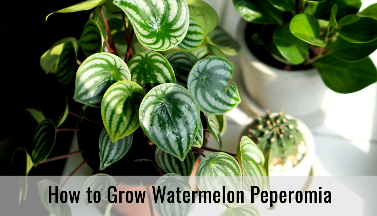How to Grow Watermelon Peperomia