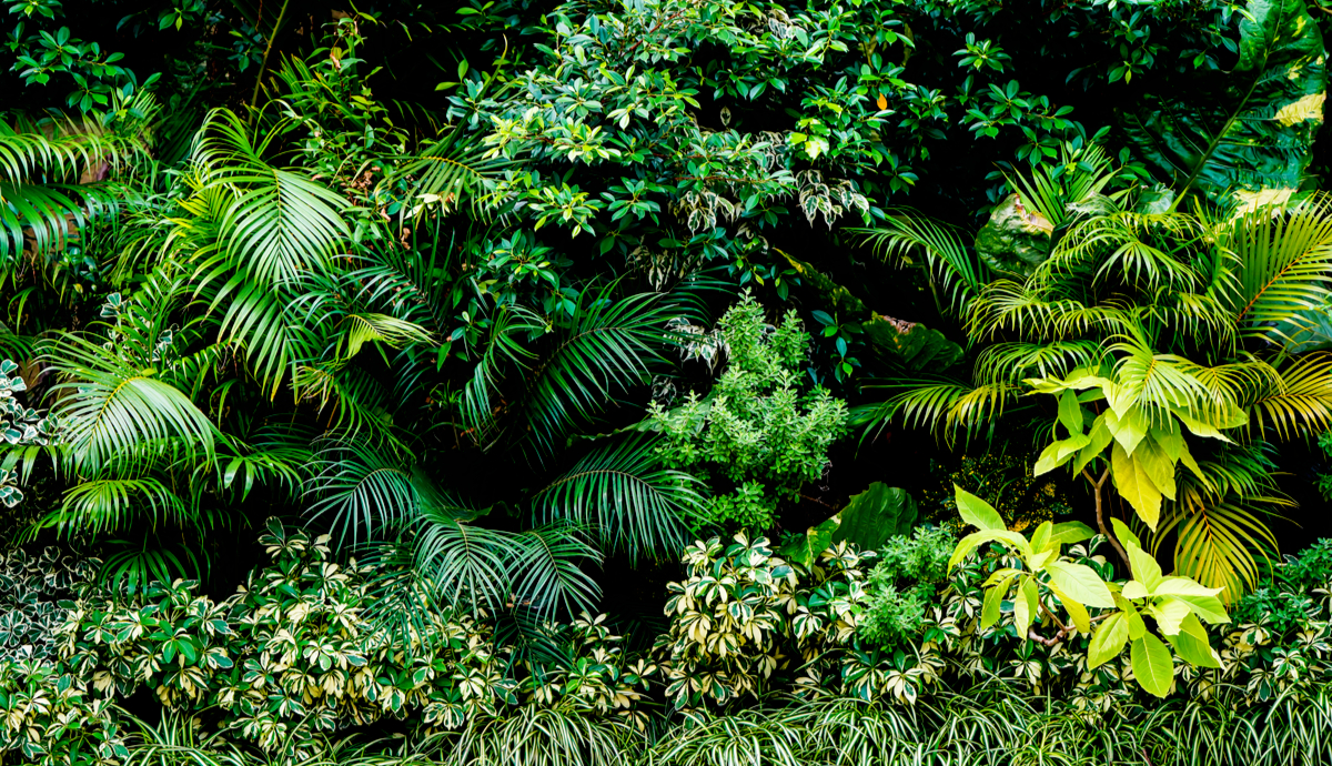 How to Make an Indoor Plant Wall