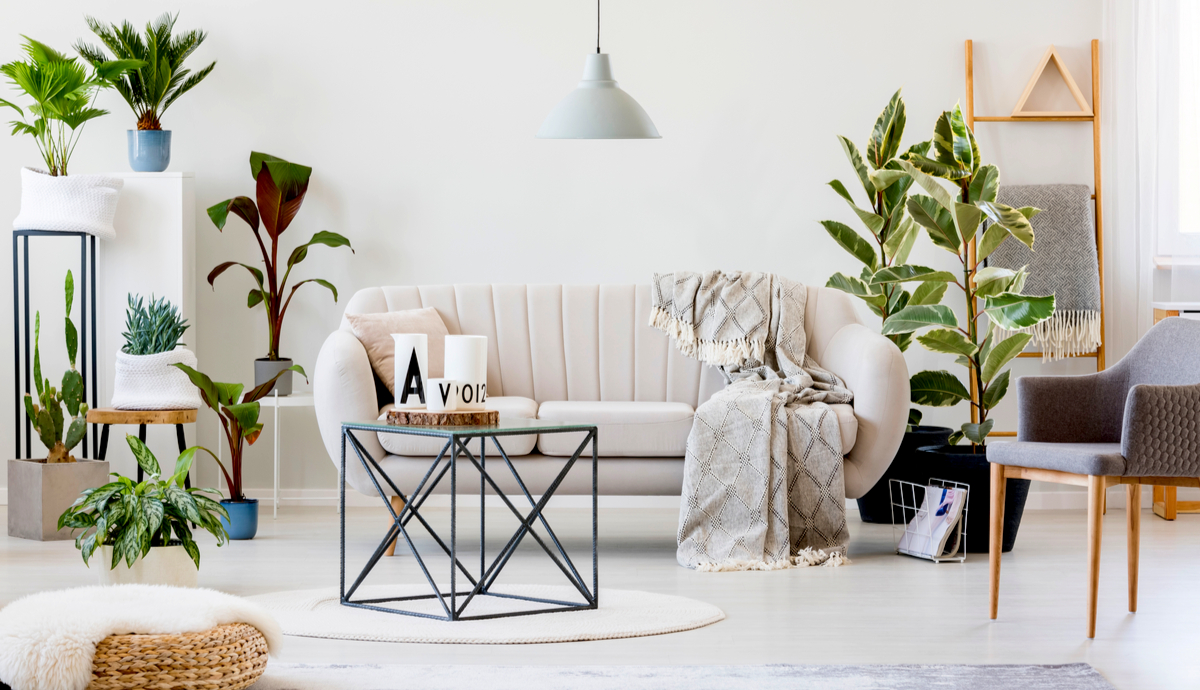 How to Use Plants in Interior Design?
