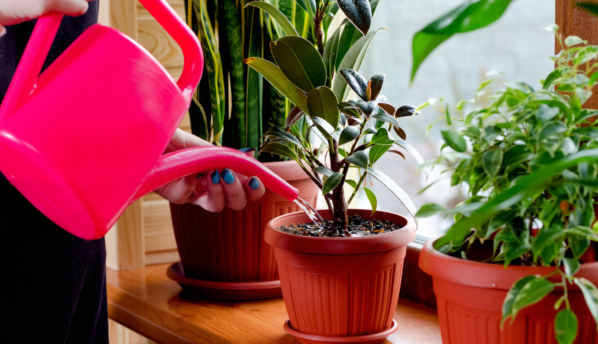 Learn How to Not Kill Your Plants with Too Much Water