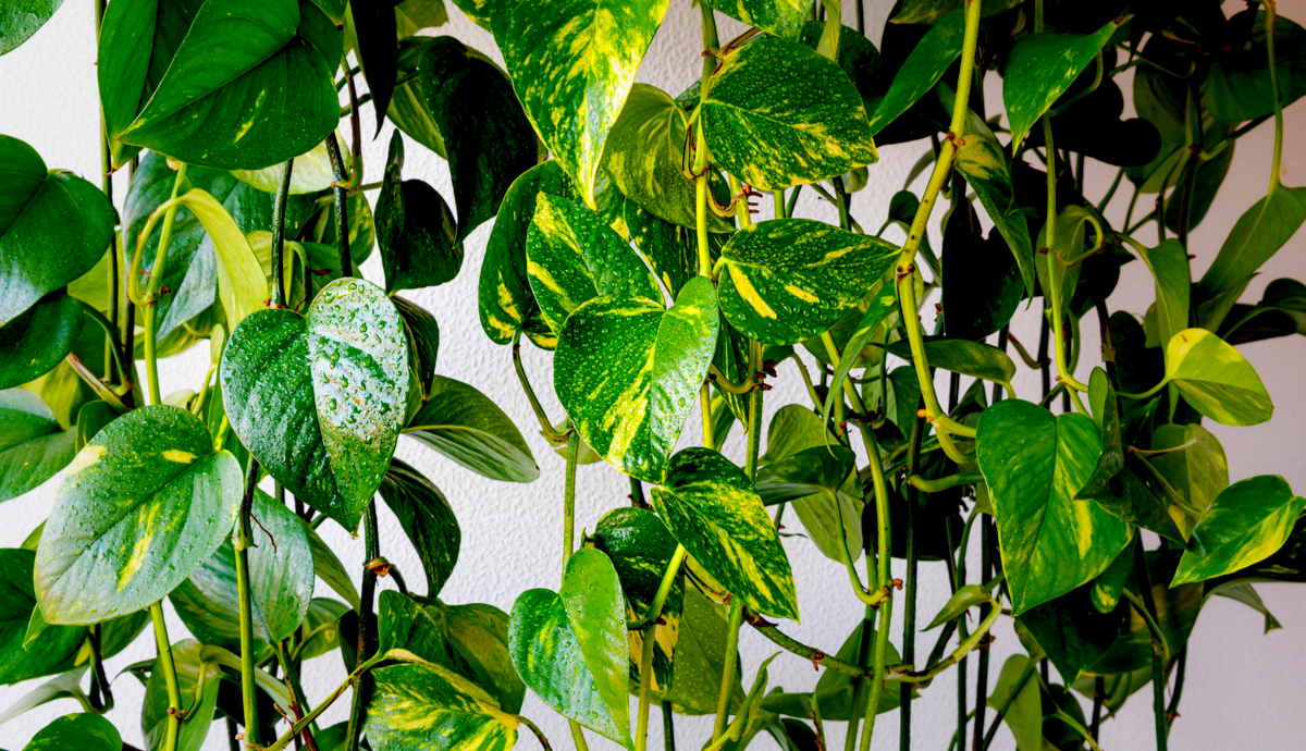 Pothos Vs. Philodendron: What's The Difference?
