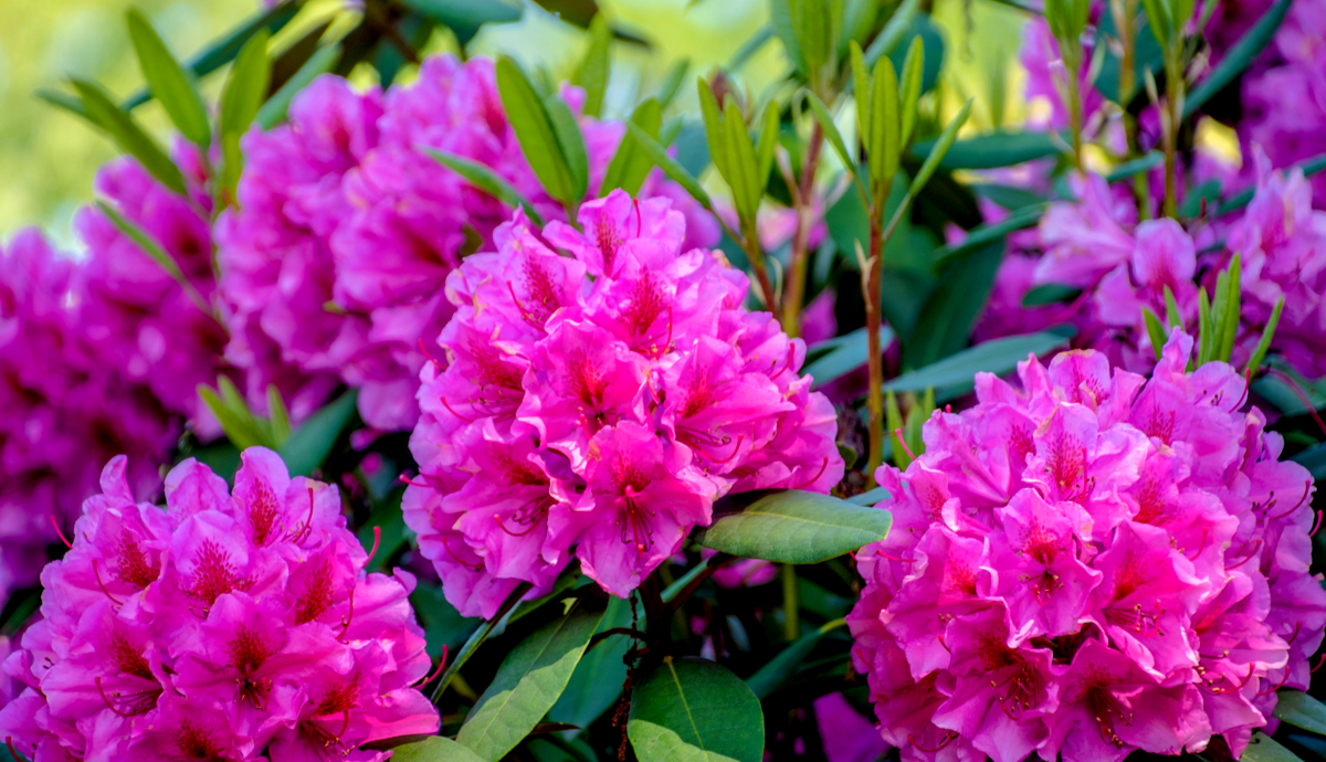 10 Beautiful Native Plants to Enliven Winter Gardens