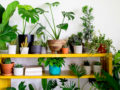 The Secret Formula for Grouping Plants in a Pot