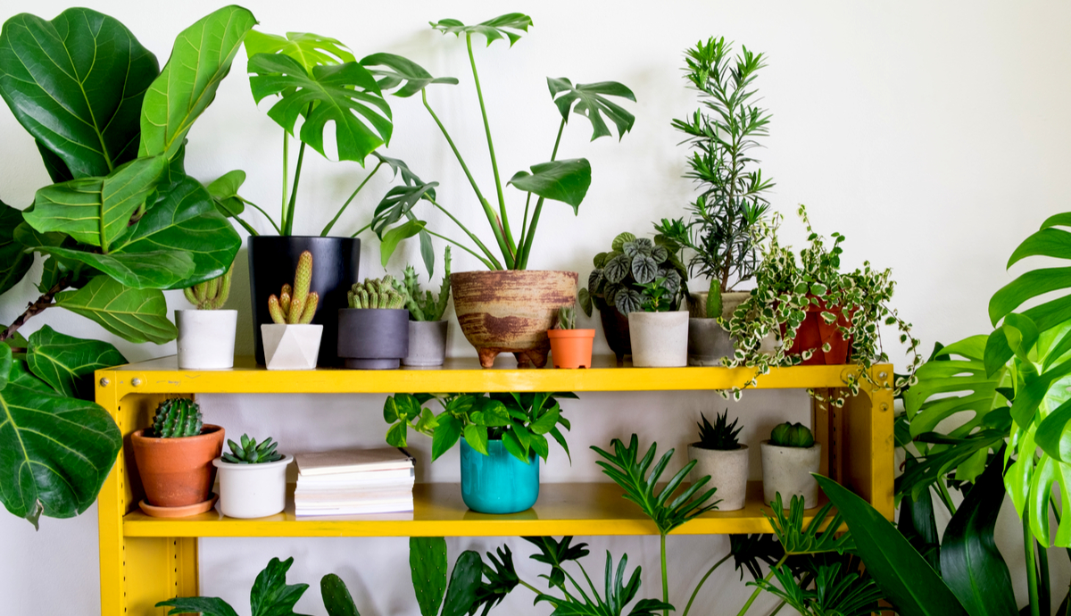 The Secret Formula for Grouping Plants in a Pot