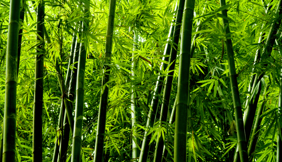 Why Invest in Live Bamboo Plants?