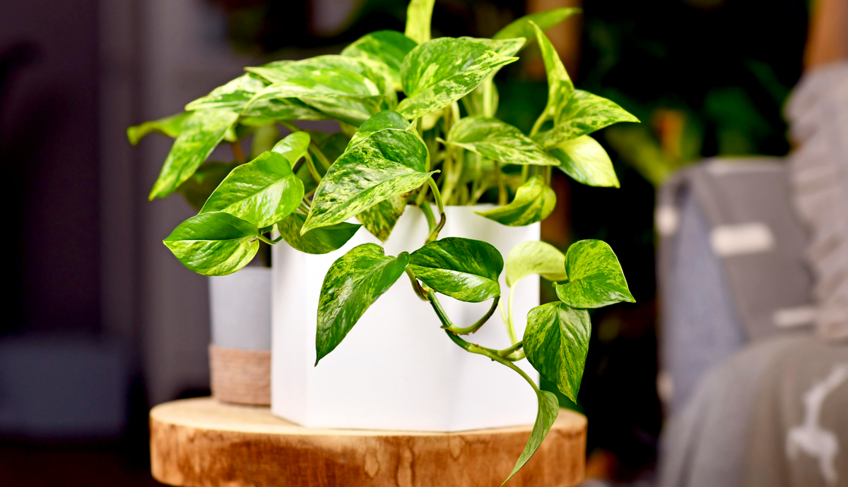 7 Tips to Grow Pothos