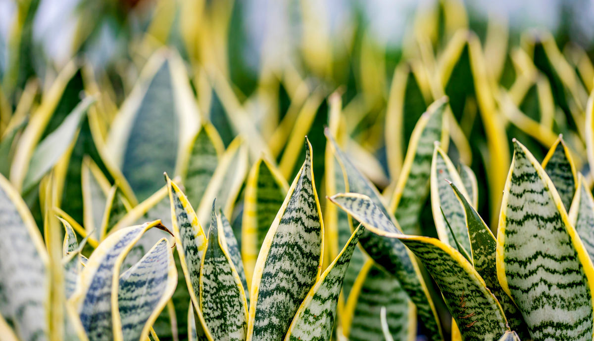 Can snake plants live outside