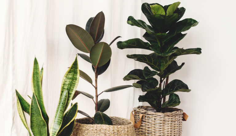 Large Ficus How to Grow Ficus Indoors: A Complete Guide | Plantscape LIVE